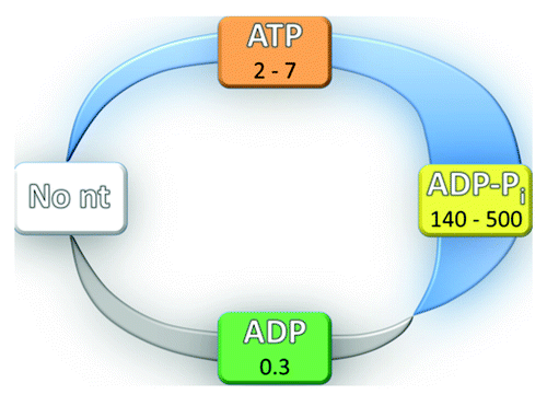 Figure 2. RNA affinity changes resulting from changes in cooperativity during the ATPase cycle. In the absence of nucleotide (No nt), cooperativity is absent by definition. Cooperativity is typically observed in the ATP-bound state and is maximal in the ADP-Pi state, as shown by the thickening blue stripe. Anti-cooperativity in the ADP-bound state is shown by the gray stripe. Specific values of cooperativity for Mss116 are indicated for each state.Citation56 The colors for the nucleotide states match those in Figure 3.