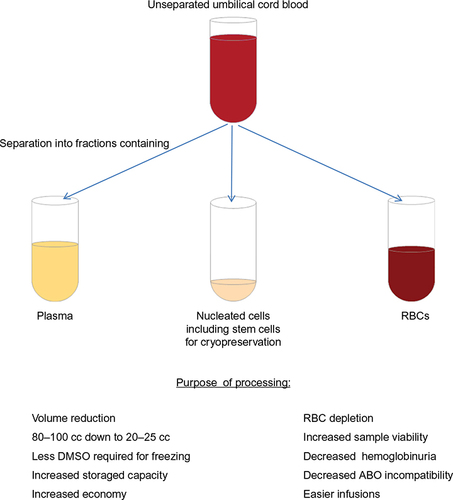 Figure 2 Schematic representation of cord blood processing outcomes.