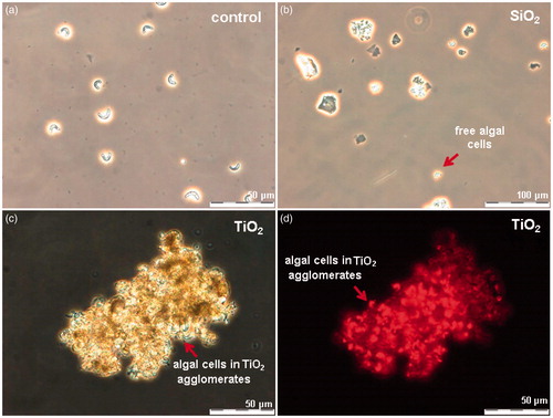 Figure 3. Algae Raphidocelis subcapitata after 72-h exposure in OECD medium (a), with 100 mg/l of nano-SiO2 (b) and 100 mg/l of TiO2, photographed in parallel using phase contrast (c) and fluorescence microscopy (d).