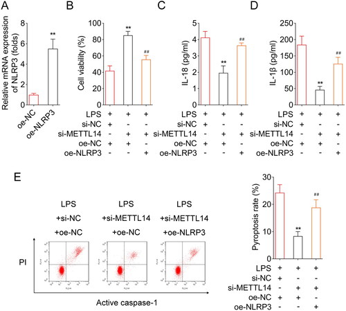 Figure 4. NLRP3 overexpression reversed the role of METTL14 knockdown in the LPS-stimulated A549 cells.(A) The verification of transfection efficiency of oe-NLRP3. The LPS-stimulated A549 cells were transfected with si-METTL14 and oe-NLRP3. After that, (B) the cell viability was detected by CCK-8 assay. The IL-18 (C) and IL-1β (D) contents were detected by ELISA kits. (E) The pyroptosis rate was measured by flow cytometry. **P < 0.01 VS LPS + si-NC + oe-NC group. ##P < 0.01 VS LPS + si-METTL14 + oe-NC group.