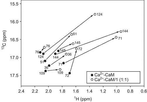 Figure 4.  Schematic 1H-13C nuclear magnetic resonance spectra of the methyl groups of the methionine residues in (•) Ca2+-CaM and (○) Ca2+-CaM-1 complex. Chemical shift differences of methionines at the C-terminal (Met109, Met124, Met144, Met145) and N-terminal (Met36, Met51, Met71, Met72) domains of CaM, as well as the Met76 of the flexible linker region, are indicated with solid arrows.