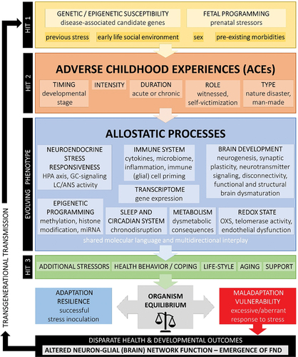 Figure 6. Conceptual model of developmental trajectories of early life stress leading to increased vulnerability to functional neurological disorder (FND) and other disparate health outcomes (including other comorbid functional conditions [e.g. chronic complex pain], comorbid mental health disorders, and concurrent physical health disorders). The model identifies the many different biological, psychological, and social factors that interact with adverse childhood experiences (ACEs) across development to alter allostatic processes and reduce adaptability to stress. Changed allostatic processes found in children with FND (discussed in this review) include the following: activation of autonomic nervous system, brain arousal systems, or immune system; dysregulation of HPA axis or sleep and circadian system; and, in the context of childhood abuse, epigenetic programming of genes modulating neuron development and brain network connectivity. The individual effects of ACEs on the organism depend on the specific genetic background and fetal programming (hit-1), the timing, duration, intensity, and type of ACEs (hit-2), and other later-life challenges, such as additional stressors, coping strategies, support availability, lifestyle, and aging (hit-3). Interactions among these factors explain inter-individual variations both in resilience and vulnerability to altered biopsychological functioning and in lifelong health outcomes.