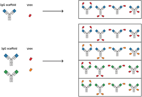 Figure 1. Combinatorial diversity of symmetric bsAb binder formats increases exponentially with increasing number of parental antibody building blocks. Only a selected set of symmetric tetravalent bsAbs are shown, but the structural search space will become even bigger while also including asymmetric bsAbs or higher valency symmetric bsAbs.