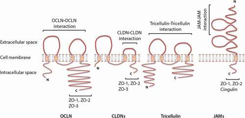 Figure 2. Schematic representation of the molecular structure of different transmembrane tight junction (TJ) proteins and the related direct interaction with different transmembrane as well as cytoplasmic scaffolding proteins. OCLN, CLDNs and tricellulin have a similar topography, with one intracellular, two extracellular loops, four transmembrane domains, and cytoplasmic N- and C-terminal domains. JAMs are characterized by two extracellular Ig-like domains, a transmembrane domain and a C-terminal cytoplasmic domain. The C-terminal cytoplasmic domain has been shown to be crucial in membrane targeting of OCLN, CLDNs and JAMs to the TJ network, whereas, both N- and C-terminal domains of tricellulin seem to play a relevant role in tricellulin localization at the TJ network. Homophilic interactions of different transmembrane TJ proteins from adjacent cells (between proteins of the same kind) are mediated through the two extracellular loops (OCLN and tricellulin), a second extracellular loop (CLDNs) or membrane-distal extracellular Ig-like domains (JAMs). The C-terminal domain of OCLN, CLDNs and JAMs interacts with different cytoplasmic scaffolding TJ proteins, including ZOs and cingulin, by which they are connected to the actin cytoskeleton.