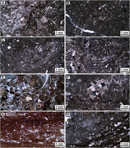 Figure 5. Thin sections of the Upper Ordovician formations of the Stora Sutarve core. For the stratigraphic position of the thin sections, see left margin of profiles in Figure 4. A. Grainstone-packstone of the Kahula Formation with mainly crinoid fragments (T-1 in Fig. 4). B. Fine-grained bioclastic wackestone of the Hirmuse Formation (T-2). C. Packstone of the Rägavere Formation with calcareous algae and crinoid fragments (T-3). D. Strongly bioturbated packstone of the Paekna Formation with glauconite grains (black spheres) (T-4). E. Crinoidal grainstone-packstone interval of the informal “lower member” of the Jonstorp Formation (T-5). F. The Öglunda Limestone of the Jonstorp Formation with recrystallized calcareous algae (T-6). G. Reddish dense wackestone to packstone microfacies of the informal “upper member” of the Jonstorp Formation with mainly crinoid fragments (T-7). H. Greenish bioclastic wackestone–packstone of the “upper member” of the Jonstorp Formation with crinoid fragments and calcareous algae (T-8).