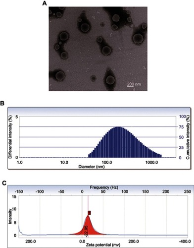 Figure 2 Characterization of P-TBESD. (A) Transmission electron micrograph of P-TBESD. (B) Size distribution of P-TBESD. (C) Zeta potential of P-TBESD.Abbreviations: P-TBESD, TBESD proliposomes; TBESD, total biflavonoids extract from Selaginella doederleinii.