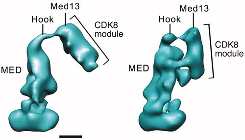 Figure 7. Distinct modes of CDK8 module (CKM) binding to yeast Mediator. EM structure at left shows a single CKM-Mediator interaction via Med13, whereas the structure on the right shows a more extensive interface that also involves Cdk8 (Tsai et al., Citation2013). Scale bar: 100 Å. (see colour version of this figure online at www.informahealthcare.com/bmgwww.informahealthcare.com/bmg).