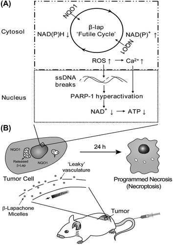 Figure 7. Proposed dual targeting mechanism by β-lap nanotherapeutics (Elvin et al. 2010).