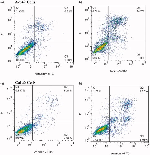 Figure 8. Flow cytometric analysis to study the effect of nanoliposomes to induce apoptosis in A-549 and Calu6 cells. (a) Dot plot of A-549 and Calu6 cells treated by PBS for 48 h (control), (b) dot plot of A-549 and Calu6 cells treated by PEGylated liposomal etoposide.