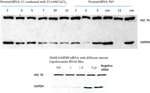Figure 5. Screening the efficiency of the recombinant protein siRNA delivery GAPDH siRNA on HeLa cell GAPDH. The Western blot was used to analyze the RNAi efficiency at protein/siRNA ratio of 1:1 condensed in the 23.1 mM CaCl2 or at a ratio of 30:1. Lipofectamine RNAi Max used as the positive control. After 48 h treatment, the expressions of GAPDH after siRNA delivery were shown in contrast to the expression of HSC70 in the control sample.
