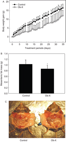 Figure 2.  Effects of Ob-X on body weight gain and visceral adipose tissue mass in genetically obese ob/ob mice. Ob/ob mice (n = 8/group) received daily oral administration of saline (control group) or Ob-X at a dose of 0.5 mg/mouse/day (Ob-X group) for 5 weeks. All values are expressed as the mean ± SD. (A) Body weight gains at the end of the treatment period were statistically significant between the control group and the Ob-X group, (P < 0.05). (B) Mesenteric fat mass was measured. *Significantly different from control group, P < 0.05. (C) Visceral fat mass was apparently leaner in the Ob-X group than in the control group.