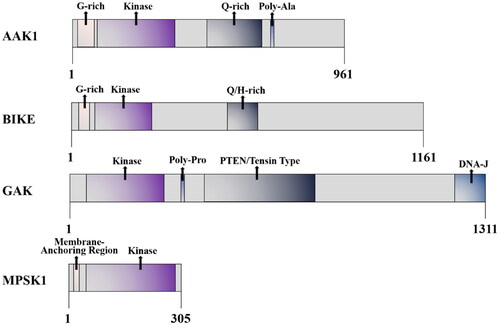Figure 1. Schematic diagram of the AAK1 kinase domain and domain organisation comparison of the human NAK family.
