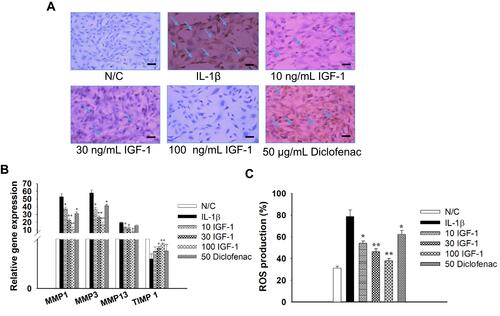Figure 1 Effects of IGF-1 on Chondrocytes during the development of OA induced by IL-1β 10 ng/mL, (A) immunohistochemistry staining for the existence of MMP-1 in vitro (× 200, Scale bar = 200 μm), (B) Real-time PCR on mRNA for MMP-13, MMP-3, MMP-1 and TIMP-1, and (C) quantitative histogram of ROS production. Here, N/C= Normal control, IL-1β = 10 ng/mL IL-1β, 10 IGF-1= 10 ng/mL IGF-1, 30 IGF-1= 30 ng/mL IGF-1, 100 IGF-1= 100 ng/mL IGF-1, and 50 Diclofenac= 50 μg/mL Diclofenac. Values are the mean ± SD. *p < 0.05, and **p < 0.01.