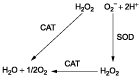 Scheme 1.  Relationship between superoxide dismutase (SOD), catalase (CAT), superoxide radical (O2−), and hydrogen peroxide (H2O2).