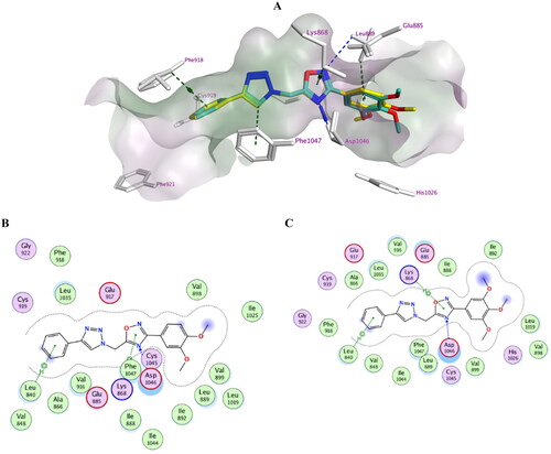Figure 7. Docking representation model of compounds 7k and 7l within the binding site of VEGFR-2 (H-bond: blue dashed lines, Pi–H; green dashed lines). (A) 3D-docked model of compound 7k (yellow) aligned with compound 7l (cyan) showing the lipophilicity surface of active site (purple; hydrophilic, white; neutral; green; lipophilic); (B) 2D-docked model of compound 7k; (C) 2D-docked model of compound 7l.