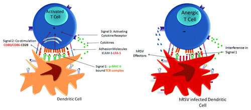 Figure 2. HRSV infection blockade of IS assembly between infected DCs and T cells as a novel RSV virulence mechanism. A novel mechanism to avoid the host immune response elicit by hRSV is the impairment of immunological synapse (IS) assembly between hRSV-infected DCs and naïve T cells that impairs the T cells activation. During IS assembly DCs provide three different signals to promote the T-cell activation: Signal 1 (antigenic presentation in p-MHC), signal 2 (Co-stimulation) and signal 3 (cytokines) represented in the left part of cartoon. In hRSV infected DCs, as show the right part of cartoon, hRSV effectors are expressed in the surface membrane and interfering with the molecular interaction between the T-cell receptor (TCR) and antigenic pMHCs impairing the T-cell activation. This phenomenon is evidenced by a reduction in the Golgi apparatus polarization toward the DC and decreases in IL-2 secretion in T cells.