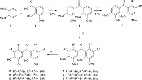 Scheme 1.  Synthesis of novel bromophenols (i) PPA, 80°C, 85%; (ii) 1.2 eq Br2/CH2Cl2, 25°C, 47%; (iii) 4 eq Br2/CH2Cl2, 25°C; (iv) 1. BBr3/CH2Cl2, 0–25°C, 2. MeOH or H2O, 0–25°C.