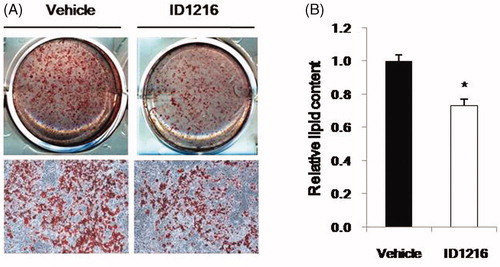 Figure 3. Inhibition of adipocyte differentiation by ID1216. 3T3-L1 cells were differentiated for 14 d with or without ID1216 (50 μg/ml). Oil red O-stained dishes and high magnification (× 200) of cells (A) and triglyceride normalized to total cellular protein (B) were observed the content of lipid accumulation from each group. Data are expressed as means ± SEM (n = 3). *p < 0.05 versus the vehicle group.