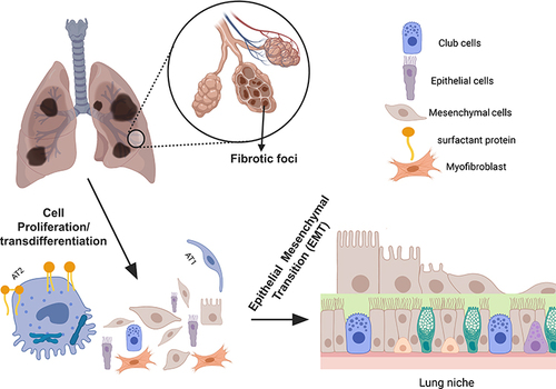 Figure 1 An illustration of AT2-AT1 cell transition during fibrotic lung injury. The figure represents the process of AT2-AT1 cell transition during fibrotic lung injury. AT2 cells are shown to proliferate after the lung injury, where a fraction of these cells differentiating into mature AT1 cells. Also included are the representative cell types involved in the repair process (top right). Created with BioRender.com.