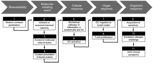 Figure 2. Steps of the Adverse Outcome Pathway (AOP) for dermal sensitization adapted from the Organization for Economic Cooperation and Development (OECD).