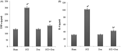Figure 5. Levels of inflammatory cytokines in serum. (A) TNF-α (pg/mL) and (B) IL-6 (pg/mL). Values are mean ± SD for 10 rats in each group. Comparisons are made between: (a) Sham and SCI and (b) SCI and SCI + Dex. *Statistically significant (p < 0.05).