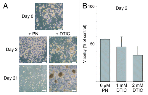 Figure 2. Distinct effects of parthenolide (PN) and dacarbazine (DTIC) on melanoma cell survival after long and short treatment. (A) Microphotographs of DMBC2 populations treated with either 6 μM PN or increasing concentration of dacarbazine (DTIC) for three days followed by few day drug-free intervals were taken after 3 weeks. Scale bars represent 100 μm. (B) Relative number of viable cells was assessed after two day exposure to PN or DTIC at indicated concentrations. The results are the mean of three independent experiments ± SD.