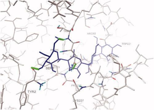 Figure 3. Hydrogen bond interactions between acarbose and aminoacid residues in the active site pocket of human pancreatic α-amylase.