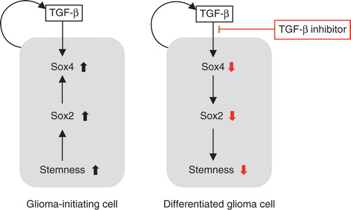 Figure 4. Effects of the TGF-β–Smad–Sox4–Sox2 axis on the maintenance of GIC stemness. TGF-β directly induces Sox4 expression. Subsequently, Sox4 promotes Sox2 expression, which plays significant roles in sustaining GIC stemness. TGF-β inhibitor blocks this TGF-β–Sox4–Sox2 axis, promotes GIC differentiation, and deprives these cells of their aggressiveness. Differentiated glioma cells (right panel) may be more sensitive to conventional chemotherapy and radiotherapy than undifferentiated GICs (left panel).
