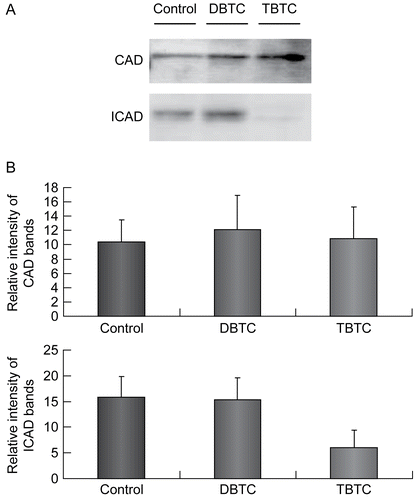 Figure 7.  Expression of CAD and ICAD. Cytosolic fractions (10 μg/ml) from organotin-exposed T-lymphocytes were resolved over a 12% SDS-PAGE gel, then transferred to PVDF membranes. The membranes were then immunoblotted with rabbit polyclonal anti-CAD (1:1000) and anti-ICAD (1:1000), and the signals later detected by use of an ECL system. β-Actin was employed as an internal standard to verify uniformity of protein loading and transfer. (A) Representative immunoblot; each band indicates CAD protein and ICAD protein, respectively. (B) Intensity of each immunoreactive band was estimated using fluorometric quantification. Results shown are the mean ± SD (n=5 separate cell populations examined per treatment shown).