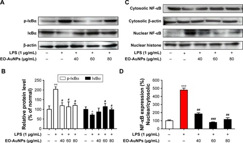 Figure 8 Effect of EO-AuNPs on NF-κB signaling-related protein expression in RAW 264.7 cells. (A and C) The proteins of cytosolic p-IκBα, IκBα, and nuclear NF-κB p65 in LPS-stimulated RAW 267.4 cells were measured by Western blot analysis. The band intensities for (B and D) p-IκBα, IκBα, and nuclear NF-κB p65 were quantified and normalized to the corresponding value of β-actin and histone. Densitometry data are expressed as percentage relative to the non-treated control and shown as mean ± SEM. *P<0.05, **P<0.01, ***P<0.001 compared to the non-treated control. #P<0.05, ##P<0.01, ###P<0.001 compared to the LPS control.Abbreviations: NF-κB, nuclear factor kappa-B; p-IκBα, phosphorylated inhibitor kappa B-alpha; EO-AuNPs, Euphrasia officinalis-gold nanoparticles; LPS, lipopolysaccharide; SEM, standard error of the mean.