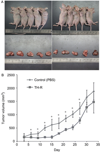 Figure 6.  Inhibitory effects of TH-R on tumor growth in vivo. (A) Approximately 1 × 107 A549 cells were subcutaneously injected into each flank of the studied mice to initiate tumor growth. Once tumors started to grow, their sizes were measured every three days and the tumor volume was calculated. Seven days after cell implantation the control group continued to receive sterilized PBS, whereas the experimental animals received TH-R (0.1 mL/mouse under the concentration of 180 mg/mL) via gastric tube feeding on day 7, then day 11 and every other day until day 30. Mice from each group were sacrificed every thirty-three days with tumor resection. (B) Average tumor volumes were measured with different treatments of TH-R and the tumor growth curves were analyzed. *Illustrates that the treated were significantly different from controls.