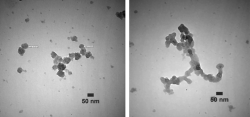 Figure 8. TEM micrographs of the produced NPs by dichloromethane extract of P. gnaphalodes (Vent.) Boiss. after 24 h of biotransformation.