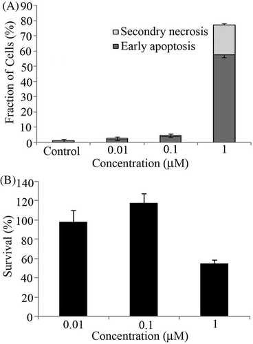 Figure 2. (A) U937 cells were treated with shikonin concentration-dependently for 6 h followed by assessment of early apoptosis (black bar) and secondary necrosis (grey bar) by flow cytometry. Bars indicate standard deviation (n = 3). (B) Cell survival assay was performed with 0.01, 0.1 and 1 µM concentrations of shikonin. After 6 h incubation WST-8 reagent was added to each well. Bars indicate standard deviation (n = 3).