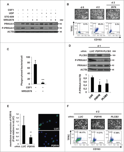 Figure 5. For figure legend, see page 1122. Figure 5 (See previous page). P2RY6 engagement activates a PLCB3-CAMKK2-PRKAA1 pathway that promotes human monocyte differentiation. (A) Human monocytes were exposed for one d to 100 ng/mL CSF1 or 100 μM UDP alone or in combination with either 10 μM STO-609 or MRS2578 (3 or 5 μM), which were added 45 min before CSF1 treatment. The expression of PRKAA1 and Phospho-PRKAA1 was analyzed by immunoblotting. (B and C) Human monocytes were exposed for 2 d to 100 ng/mL CSF1 alone or in combination with 5 μM MRS2578, which was added 45 min before CSF1 treatment. (B) Differentiation was examined as described previously. Percentages indicate cells that express both TFRC/CD11b and CD163. (C) Functional assay of monocytes exposed for 2 d to 100 ng/mL CSF1 alone or in combination with 5 μM MRS2578. The results are expressed as the number of phagocytosed bacteria per cell and represent the mean ± SD of 4 independent experiments performed in triplicate. ***P < 0.001 (vs CSF1 treated cells) according to a paired Student t test. (D and E) Monocytes were transfected with siRNA targeting LUCIFERASE (LUC), P2RY6 or PLCB3 and exposed for one d to 100 ng/mL CSF1. (D) The expression of PLCB3, Phospho-PRKAA1 and PRKAA1 was analyzed by immunoblotting. The ratio between phospho-PRKAA1 protein and ACTB was determined from 3 independent experiments using the ImageJ software. *P < 0.05 (vs d1 LUC) according to a paired Student t test. (E) The expression of P2RY6 in transfected monocytes was analyzed by immunofluorescence and flow cytometry after one d of treatment with 100 ng/mL CSF1. Two representative pictures are shown (nuclear staining in blue and P2RY6 in green, left panel). The results are expressed as the fold induction compared to LUC siRNA and represent the mean ± SD of 3 independent experiments performed in duplicate (Right panel). **P < 0.01 (vs d2 siLUC) according to a paired Student t test. (F) Monocytes were transfected with siRNAs targeting LUCIFERASE (LUC), P2RY6 or PLCB3 and exposed for 2 d to 100 ng/mL CSF1. Differentiation was examined as previously described. Each panel is representative of at least 3 independent experiments.