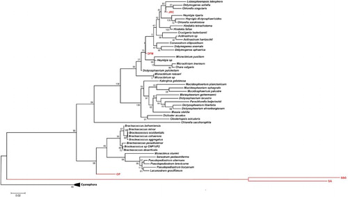Figure 1. Maximum-likelihood tree based on 18S rRNA gene sequences of 55 algal species, including five isolated strains in this study. The tree is rooted with Cyanobacteria from genus Cyanophora. Algal strains isolated in this study are indicated with red color.