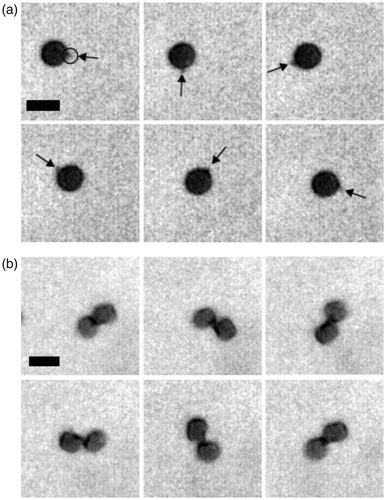 Figure 10. Rotational motion of sheep red blood cells. Magnetic nanotubes are attached to the cells. The images correspond to 0, 0.2, 0.4, 0.6, 0.8, and 1.0th cycle of the rotational magnetic field. The scale bars are 5 µm. (a) A sheep red blood cell. Magnetic nanotubes indicated by an arrow are attached to the cell. (b) Two sheep red blood cells bridged with magnetic nanotubes [Citation15].