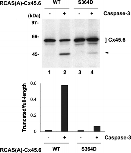 Figure 3 Constitutively phosphorylated mutant, Cx45.6(S364D), was resistant to the cleavage by caspase-3 as compared to wild type Cx45.6. Exogenous wild type (WT) Cx45.6 (lanes 1 and 2) and Cx45.6 single phosphorylation site mutants, Cx45.6(S364D) (lanes 3 and 4) were expressed in CEF cells through retroviral infection. Crude membranes isolated from those infected cultures were treated in the absence (lanes 1 and 3) and presence (lanes 2 and 4) of caspase-3 in vitro at 37°C for 6 h. Arrows indicate the cleaved fragments. The protein band intensity was measured by densitometry and the intensity ratio of truncated versus full-length Cx45.6 was calculated (lower panel). (n = 3).