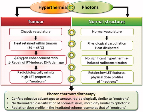 Figure 2. Hyperthermia with photon radiotherapy selectively confers the radiobiological advantages of high LET radiation (e.g. neutrons) to tumors. Normal tissues, with a heat sink effect, would not undergo thermal radiosensitization, thus retaining low LET characteristics with photons. The physical dose profile of photons is similar to that of neutrons in the irradiated volume.