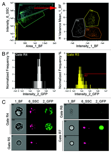 Figure 5. Imaging flow cytometry of BMP-derived adipocytes. Gonadal adipose tissue was harvested from mice transplanted with BM from UbqC-GFP mice 8 weeks post-transplant. Adipocytes were isolated from collagenase-digested tissue and fixed for 20 min. in PBS containing 4% paraformaldehyde. Cells were then transferred to PBS and shipped overnight to Amnis Corp. for imaging cytometry. Adipocytes from untransplanted mice were included as negative controls and for gating. Data was acquired on an ImageStream X cytometer for brightfield (BF), side scatter (SSC) and GFP fluorescence. (A) Gating parameters were determined post-hoc by IDEAS software with preliminary gating separating intact cells (R1) from cell debris (R2) and synchronization beads (R3). Further gating of R1 revealed 3 populations; green fluorescent multilocular cells (R4), non-fluorescent unilocular cells (R5) and debris with variable fluorescence (R6). (B) The fluorescence intensity distribution of the populations in R4 and R5 are shown in the histograms. Events in R5 with fluorescence levels overlapping events in R4 were designated gate R7, which contained unilocular adipocytes with generally dim GFP expression. (C) Representative BF, SSC and GFP images for events in gates R4-R7.