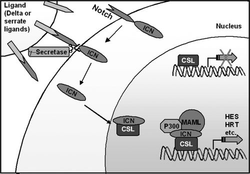 Figure 4.  Diagram of the Notch Pathway: Pathway activation by delta or serrate ligands cleaves the Notch receptor and causes translocation of its intracellular portion (ICN) to the nucleus. ICN forms part of an enhancesome that results in the transcription of target genes.