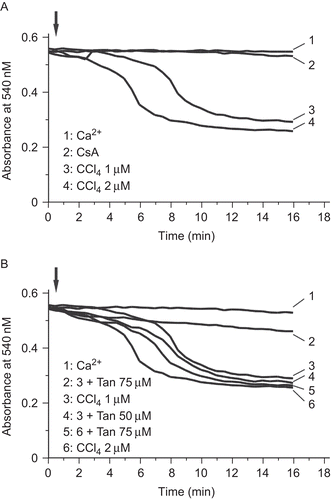 Figure 2.  Induction of mitochondrial swelling by CCl4 in isolated hepatic mitochondria. (A) Swelling effect monitored as the decrease of absorbance at 540 nm in energized mitochondria, CCl4 was added where indicated. Note that 20 μM Ca2+ alone could not induce mitochondrial permeability transition (MPT). Mitochondrial swelling was inhibited by adding 1 μM CsA. (B) Swelling effect monitored at A540 as in (A). Ca2+ (20 μM final concentration) was used as the control. 75 μM Tan IIA could inhibit 1 μM CCl4-induced mitochondrial swelling. The data represent a typical experiment conducted at least three times with similar results.