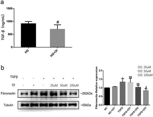 Figure 3. 4-OI reduces the TGF-β production induced by high glucose and inhibited the pro-fibrotic effect of TGF-β.(a) High glucose stimulated HK2 cells were cultured with or without 100μM 4-OI (HG + OI). The levels of TGF-β in the supernatant of HK2 was detected by ELISA; (b) The HK2 cells were administrated with 25 μM, 50 μM, or 100 μM 4-OI respectively, and simultanously co-cultured with 10 ng/ml TGF-β. The protein expressions of Fibronectin in HK2 were detected by western blot. (*P < 0.05, vs NC; NS P ≥ 0.05, vs TGF-β; #P < 0.05, vs TGF-β).