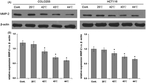 Figure 5. HH-CO2 inhibits MMP-2 expression in colon cancer cells. (A) MMP-2 expression in COLO 205 and HCT 116 cells was detected by western blotting. β-actin was used as the loading control. (B) Histograms showing the expression of MMP-2 relative to that of β-actin. Each data point represents the mean ± SD from three independent experiments. *p < 0.05 versus control.