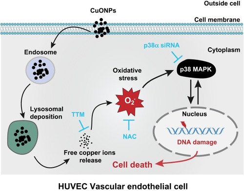 Figure 7 Schematic representation of the role of released copper ions in p38 MAPK-mediated DNA damage and cell death in CuONPs-treated HUVECs. Cellular uptake and lysosomal deposition of CuONPs lead to the release of copper ions from CuONPs, which triggers oxidative stress response and p38 MAPK signaling activation. The activation of p38 MAPK signaling pathway contributes to CuONPs-induced DNA damage and cell death in HUVECs. Meanwhile, CuONPs-induced DNA damage may feedback-regulate p38 MAPK signaling pathway, resulting in aggravation of DNA damage and cell death in HUVECs.