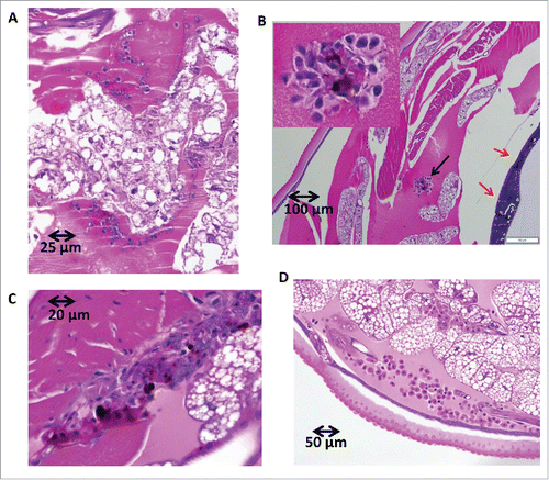 Figure 6. H&E-stained sections of G. mellonella after Shigella infection. G. mellonella were infected with 1 × 106 CFU/larvae of 2457T. After 2 hours and 20 hours of growth at 37°C the larva were fixed and stained. Panel A, 2 hours p.i. Haemocytes slightly more clustered than observed in uninfected hemolymph (panel D). Panels B and C, 20 hours p.i. Haemocytes form nodules with evidence of melanization (black arrow in panel B and inset in panel B) and a load of bacteria around tubular organelle (red arrows in panel B). Panel D, PBS injected sample. No bacteria are observed in haemocoel and no obvious aggregates of haemocytes or melanization in uninfected samples.