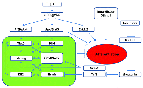 Figure 2. Schematic representation of LIF regulated pluripotency circuit in ESCs. Upon LIF activation, JAK-STAT3 promotes the expression of the core pluripotency circuit (green box) together with PI3K/Akt for pluripotency maintenance. Activated STAT3 also directly suppresses differentiation by inhibiting the expression of lineage commitment genes.