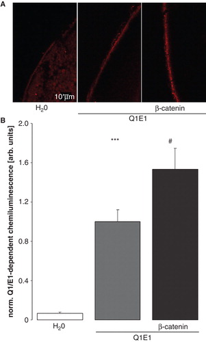 Figure 4. β-catenin enhances the KCNQ1 protein abundance within the plasma membrane of oocytes. (A) Confocal microphotographs of KCNQ1 protein abundance at the cell surface of Xenopus oocytes injected with water (left panel), expressing KCNE1/KCNQ1 alone (middle panel) or expressing ß-catenin together with KCNE1/KCNQ1 (right panel). (B) Arithmetic means ± SEM (n = 51–53) of the normalized KCNE1/KCNQ1-dependent chemiluminescence intensity of Xenopus oocytes injected with water (left bar), expressing KCNE1/KCNQ1 alone (middle bar) or expressing ß-catenin together with KCNE1/KCNQ1 (right bar). ***indicates significant difference from water-injected oocytes (p < 0.001). #indicates significant difference from the absence of β-catenin (p < 0.05). This Figure is reproduced in color in the online version of Molecular Membrane Biology.