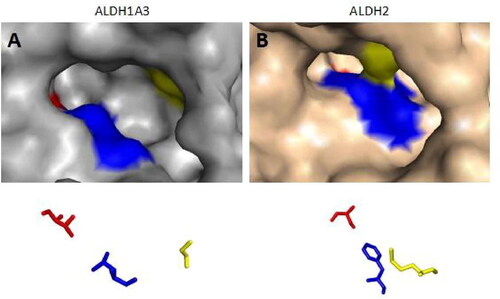 Figure 2. The substrate binding positions of ALDH1A3 and ALDH2. Surface representation of ALDH1A3 (A, in gray); the conserved ligand-binding residues are occupied by G136, L471, and T315 (PDB:5FHZ). Surface representation of human mitochondrial ALDH2 (B, in pink), with positions 124, 459, and 303 shown (PDB:1O01). The binding sites from the two monomers are shown as sticks and coloured red, blue, and yellow according to their positions.