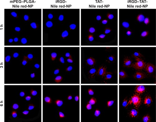 Figure 6 Cellular uptake images for different NPs after treating HUVECs at 1, 3, and 6 h.Notes: The blue fluorescence and the red fluorescence belong to Hoechst 33342 and NPs labeled with Nile red, respectively. mPEG–PLGA-Nile red-NP, mPEG–PLGA NPs labeled with Nile red; iRGD-Nile red-NP, iRGD-modified NPs labeled with Nile red; TAT-Nile red-NP, TAT-modified NPs labeled with Nile red; iRGD–TAT-Nile red-NP, iRGD and TAT dual-modified NPs labeled with Nile red.Abbreviations: HUVECs, human umbilical vein endothelial cells; iRGD, internalizing arginine-glycine-aspartic acid; mPEG, methoxy-poly(ethylene glycol); NP, nanoparticle; PLGA, poly(lactic-co-glycolic acid); TAT, transactivated transcription.