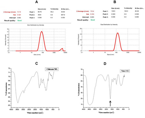 Figure 1 Physical characterization of chitosan nanoparticles. Zeta potential of (A) Sham chitosan nanoparticles and (B) Methylglyoxal-conjugated chitosan nanoparticles (MGCN). Fourier Transform Infrared Spectra of (C) Sham chitosan nanoparticles and (D) Arrow indicates the formation of imine bond in MGCN (Nano-MG).